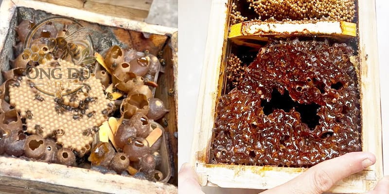 Mật ong dú nguyên chất