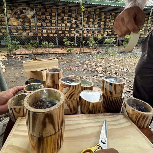 ong dú chúa giống thuàn fuva không ngòi đốt
