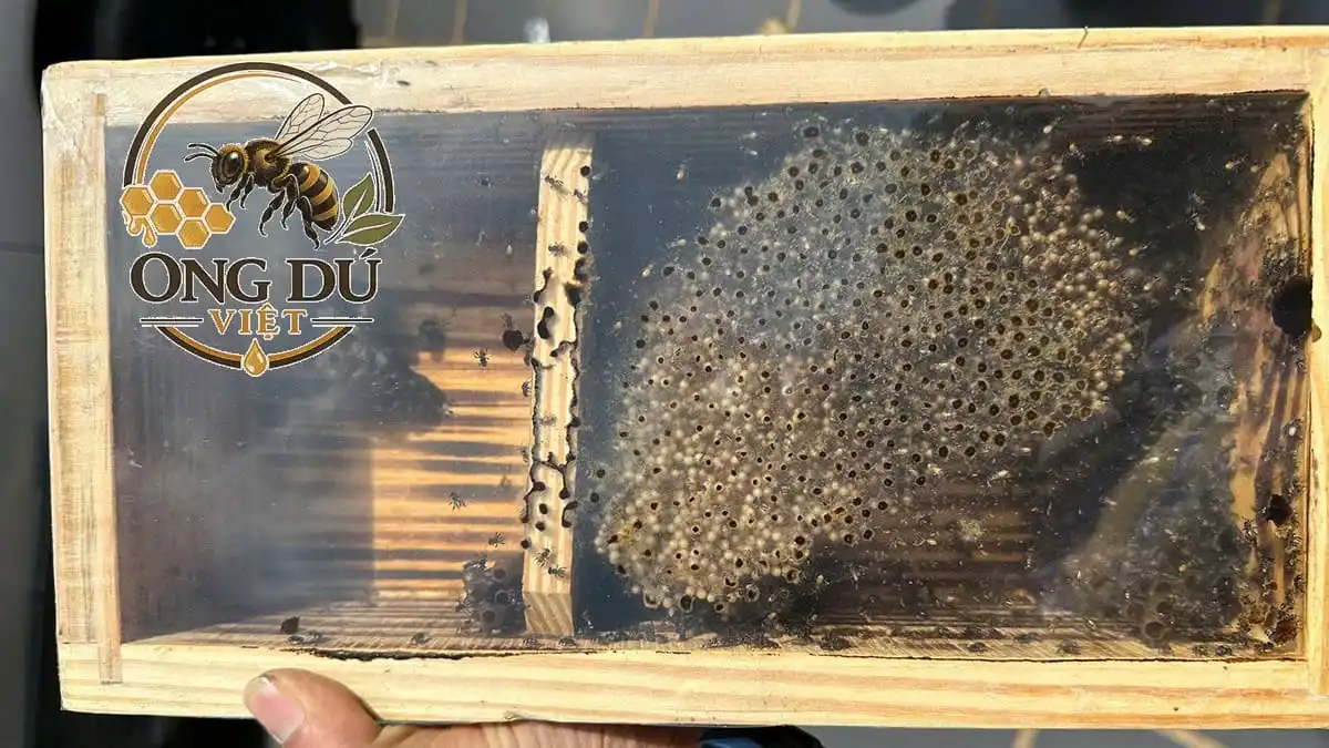 Tổ ong dú giống khỏe mạnh trứng ấu trùng dày đặc
